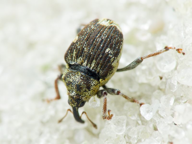 Nedyus quadrimaculatus (Linnaeus, 1758)